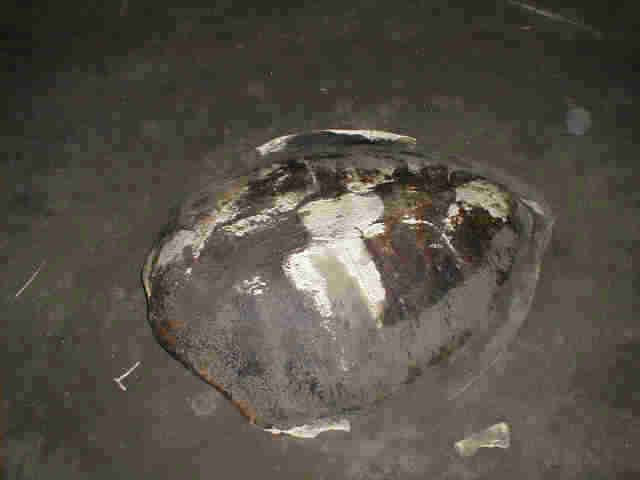 Photo of shell from dead sea turle found along the beach between Parismina and Tortuguero, Costa Rica
